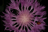 Centaurea hypoleuca 'John Coutts' RCP05-07 148.jpg
